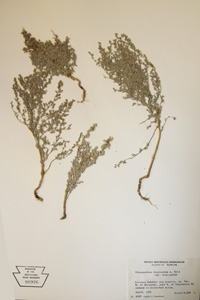 Herbarium Sheet of 